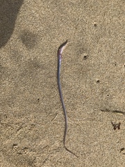 Pacific Worm Eel photo 2