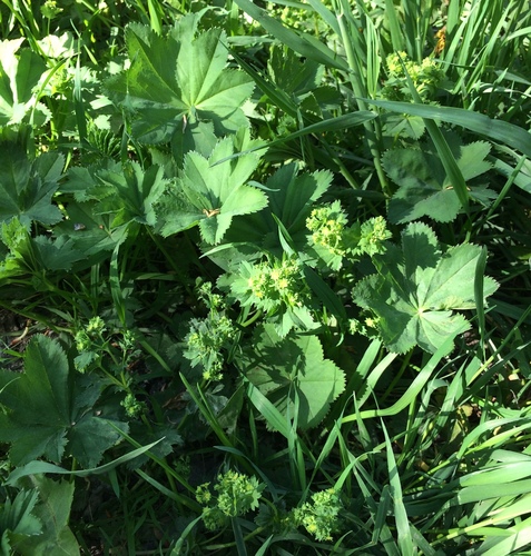 Broadtooth lady's mantle (Alchemilla subcrenata)