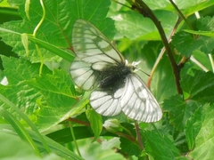 Parnassius stubbendorfii