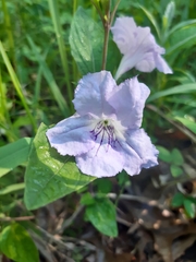 Ruellia purshiana