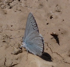 Iolana debilitata