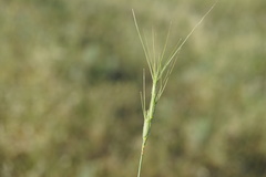 Aegilops biuncialis