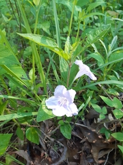 Ruellia purshiana