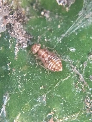 Ectopsocus californicus