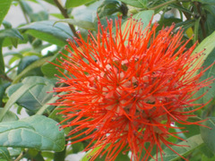 Combretum constrictum