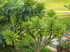 Euphorbia nivulia