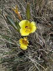 Calochortus aureus