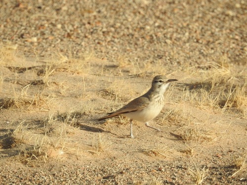 Alondra ibis (Alaemon alaudipes)