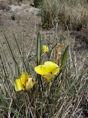 Calochortus aureus