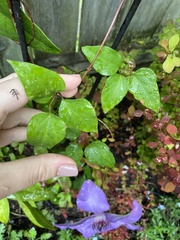 Clematis patens