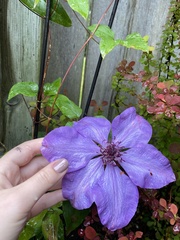 Clematis patens