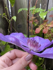 Clematis patens