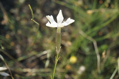 Dianthus lanceolatus