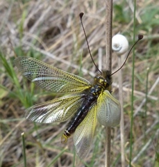 Libelloides ictericus