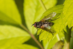 Cryptomeigenia