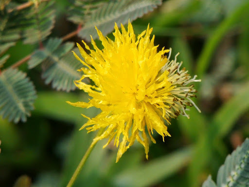 Neptunia plena