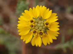 Deinandra increscens