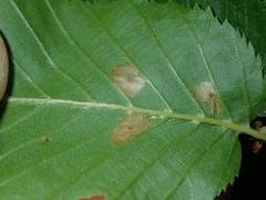 Dasineura ruebsaameni
