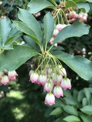 Enkianthus