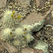 Echinocereus russanthus weedinii - Photo (c) Ad Konings, some rights reserved (CC BY-NC), uploaded by Ad Konings