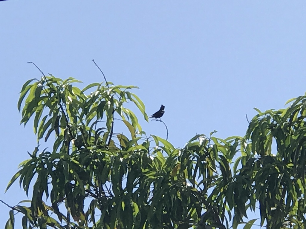 Capulinero negro desde Calle Francisco Palou, Loreto, BCS, MX el 31 de