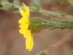 Deinandra increscens