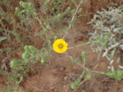 Deinandra increscens