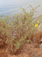 Deinandra increscens