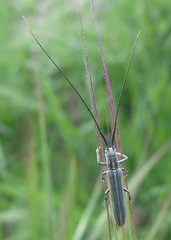Calamobius filum