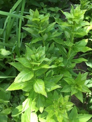 Platycodon grandiflorus