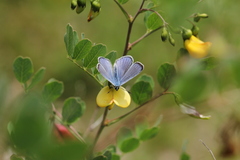 Iolana iolas