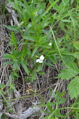 Viola stagnina