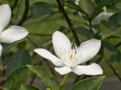 Wrightia antidysenterica