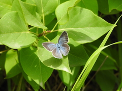 Iolana iolas