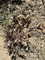 Euphorbia ipecacuanhae