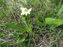 Wyethia helianthoides