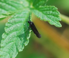 Lepidoptera