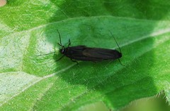 Lepidoptera