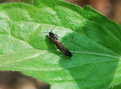 Lepidoptera