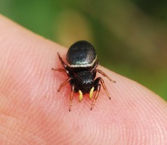 Heliophanus lineiventris