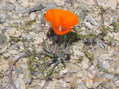 Calochortus kennedyi
