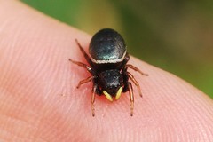 Heliophanus lineiventris