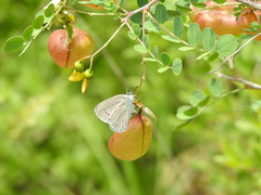 Iolana iolas