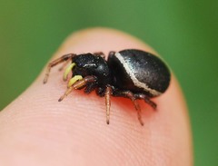 Heliophanus lineiventris