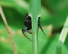 Heliophanus lineiventris