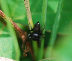 Heliophanus lineiventris