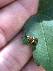Nemophora degeerella