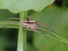 Pardosa laura