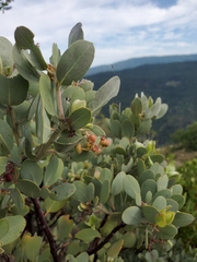 Arctostaphylos canescens