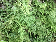 Pelazoneuron puberulum